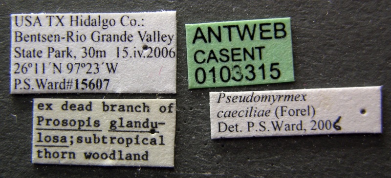 File:Pseudomyrmex caeciliae casent0103315 label 1.jpg