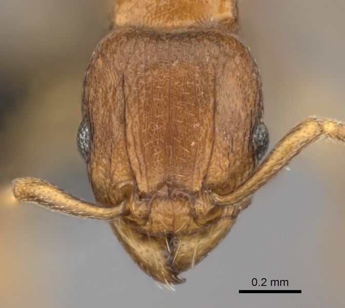 File:Tetramorium freya casent0466944 h 1 high.jpg