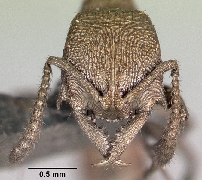 File:Amblyopone noonadan casent0172804 head 1.jpg