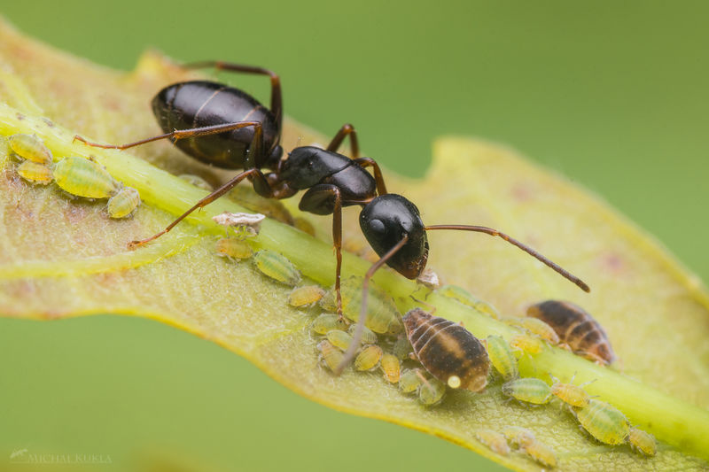 File:Camponotus fallax, Michal Kukla.jpg