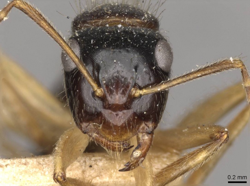 File:Camponotus lownei casent0910390 h 1 high.jpg