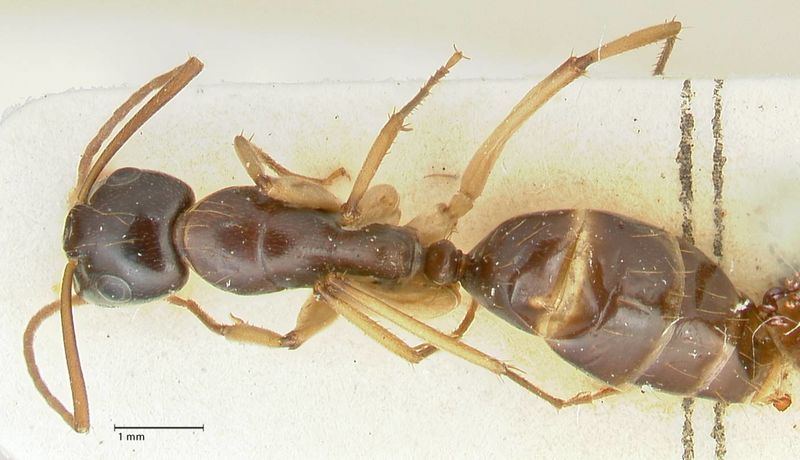 File:Camponotus peseshus focol2256 d 1 high.jpg