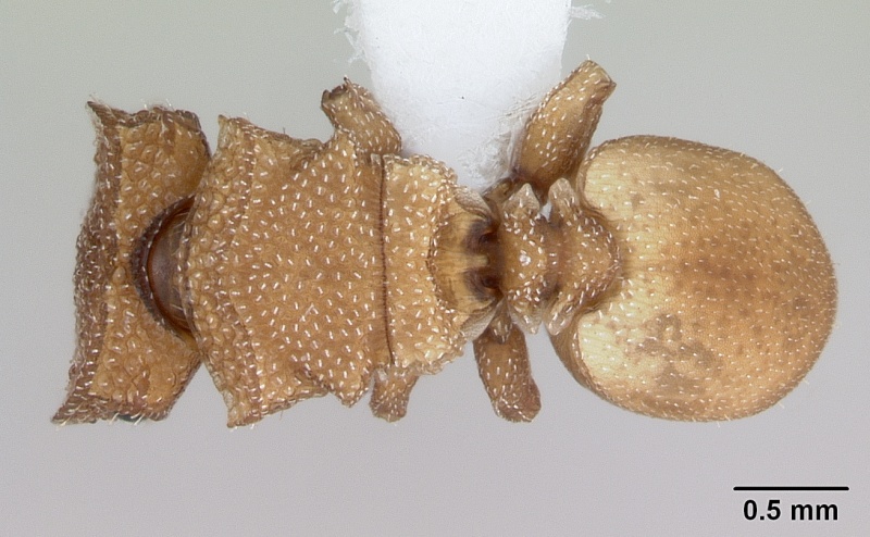 File:Cephalotes grandinosus casent0173699 dorsal 1.jpg