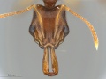 Anochetus africanus