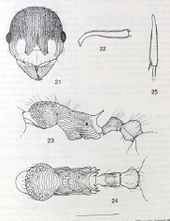 Myrmica phalacra.jpg