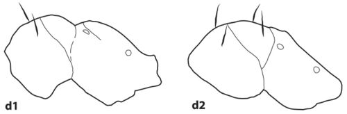 Ortiz-Sepulveda, C., Van Bocxlaer, B. et al. 2019, Fig. 6(d).jpg