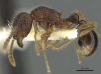 Tetramorium centum casent0901085 p 1 high.jpg