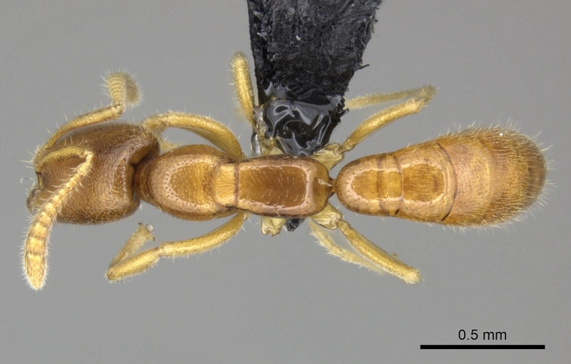 File:Adetomyrma goblin casent0227983 d 1 high.jpg