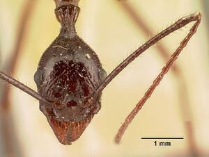 Aphaenogaster gonacantha casent0101899 head 2.jpg