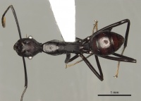Camponotus apicalis casent0280319 d 1 high.jpg