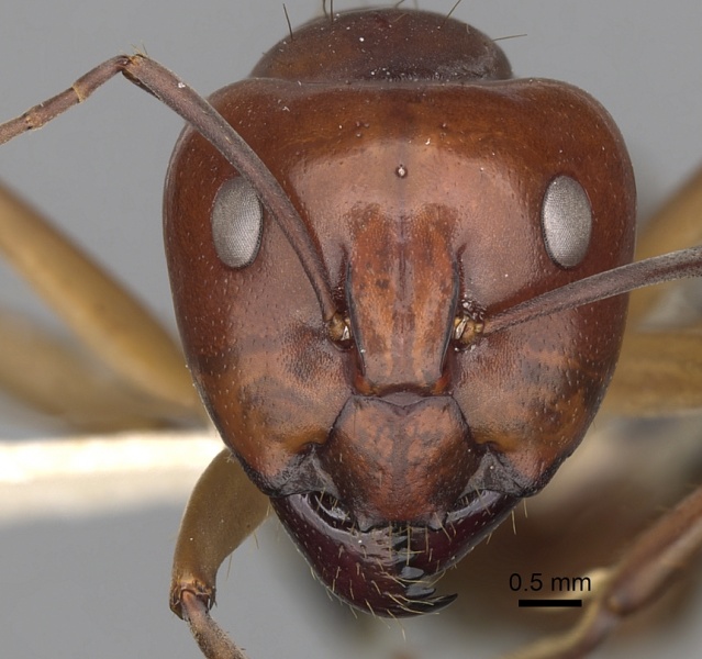 File:Camponotus wiederkehri casent0280207 h 1 high.jpg