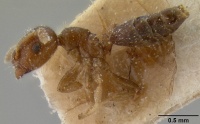 Crematogaster edentula casent0193954 p 1 high.jpg