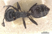 Crematogaster vulcania casent0912727 d 1 high.jpg