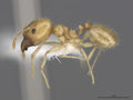 MCZ-ENT00301443 Pheidole noar hal.jpg