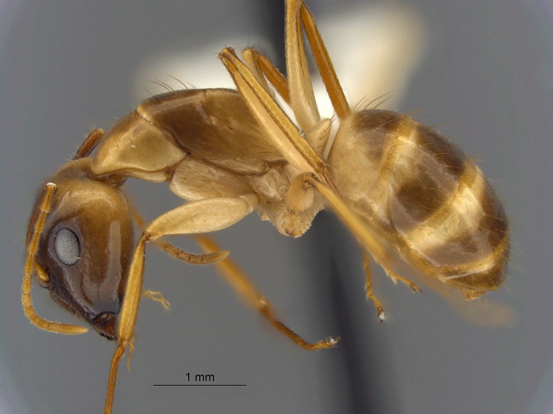 File:MCZ ENT Camponotus DR sp2 hal.jpg