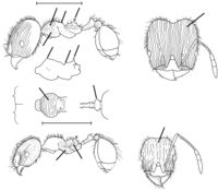 Pheidole tetrica Wilson 2003.jpg