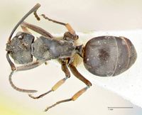 Polyrhachis aenescens focol2574 d 1 high.jpg