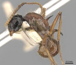 Polyrhachis gracilior casent0906767 p 1 high.jpg