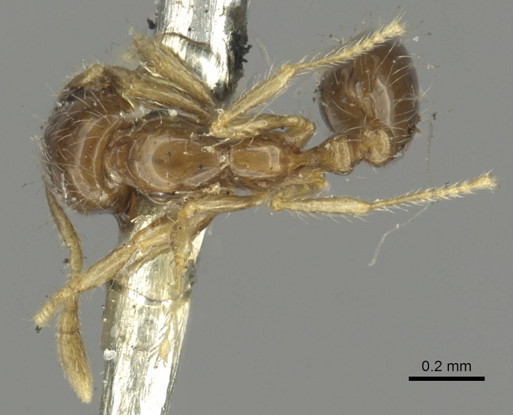 File:Solenopsis nitens casent0902364 d 1 high.jpg