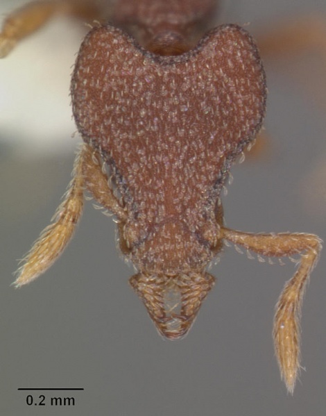 File:Strumigenys tantilla casent0102583 head 1.jpg