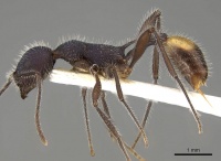 Temnothorax mortoni casent0914184 p 1 high.jpg