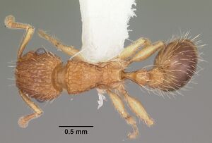 Tetramorium bicarinatum casent0102404 dorsal 1.jpg