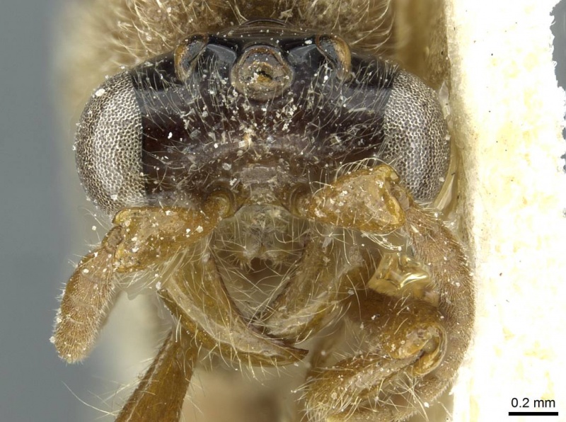 File:Aenictus vagans casent0911443 h 1 high.jpg