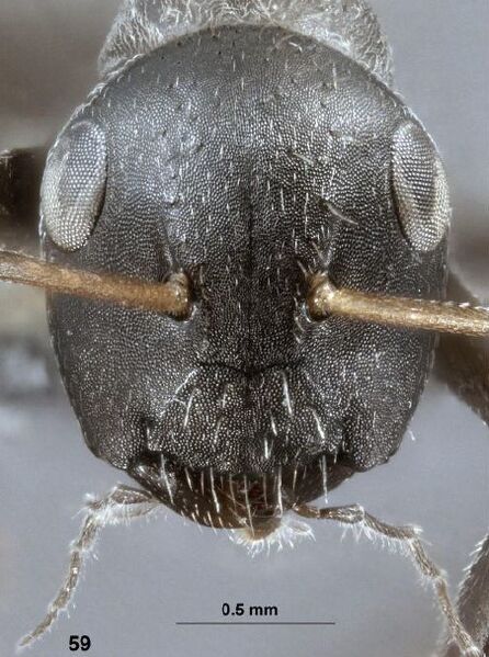 File:Camponotus benguetensis holotype F59.jpg
