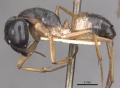 Camponotus consobrinus casent0910307 p 1 high.jpg