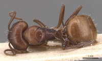 Camponotus diplopunctatus casent0905428 d 1 high.jpg