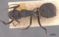 Camponotus puberulus casent0905433 d 1 high.jpg