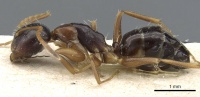 Camponotus vitiosus casent0905456 p 1 high.jpg