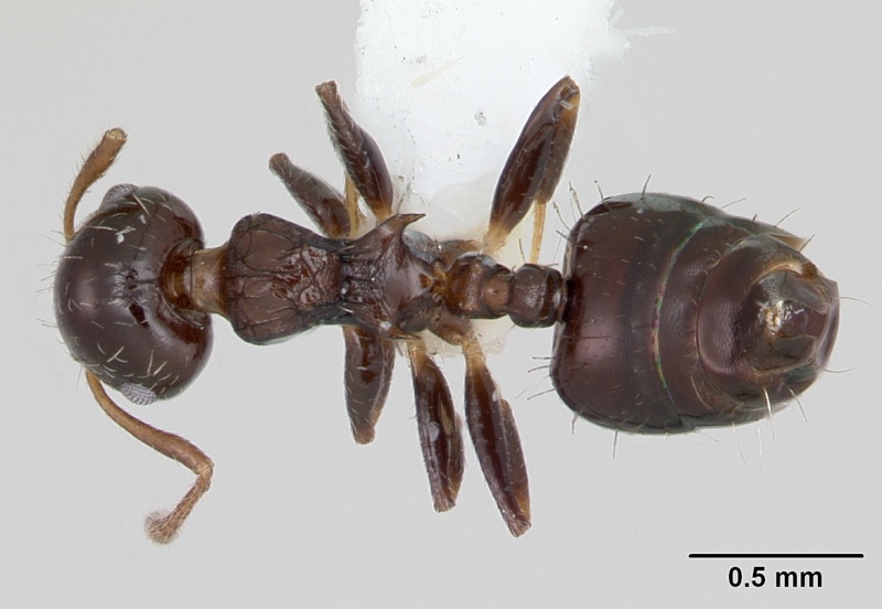 File:Crematogaster curvispinosa casent0173936 dorsal 1.jpg