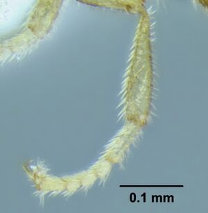 Leptanilloides gracilis casent0612940 p 2 high.jpg