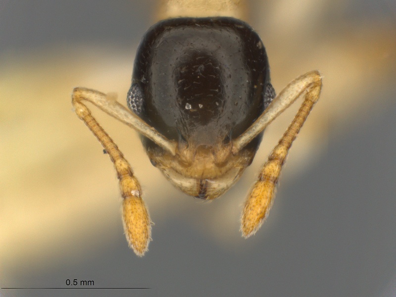 File:MCZ ENT Temnothorax sp4 hef.jpg