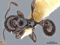 Monomorium edentatum casent0904569 d 1 high.jpg