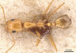 Monomorium luteum casent0904599 d 1 high.jpg