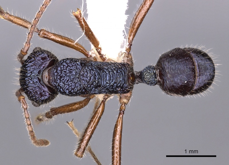 File:Rhytidoponera confusa casent0900530 d 1 high.jpg