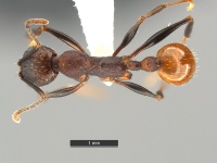 Aphaenogaster-lamellidens-MCZ001D.jpg