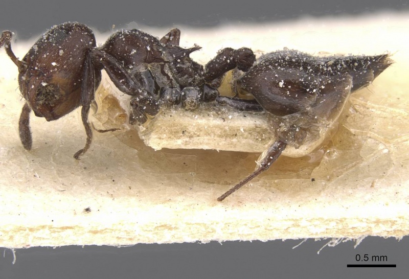 File:Crematogaster castanea casent0912652 p 1 high.jpg