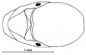 Crematogaster gordani 8.jpg