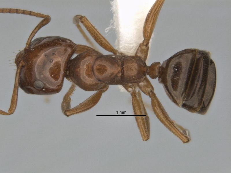 File:Melophorus potteri major top ANIC32-900079.jpg