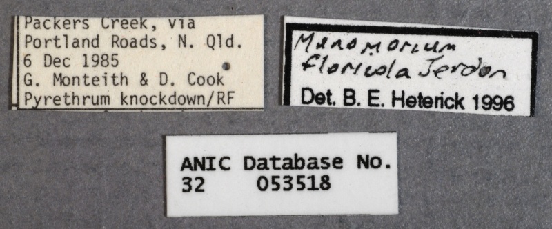 File:Monomorium floricola ANIC32-053518 labels-Antwiki.jpg