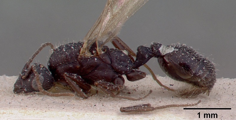 File:Monomorium subopacum casent0010823 profile 1.jpg