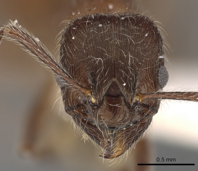 File:Myrmica villosa H casent0900339.jpg