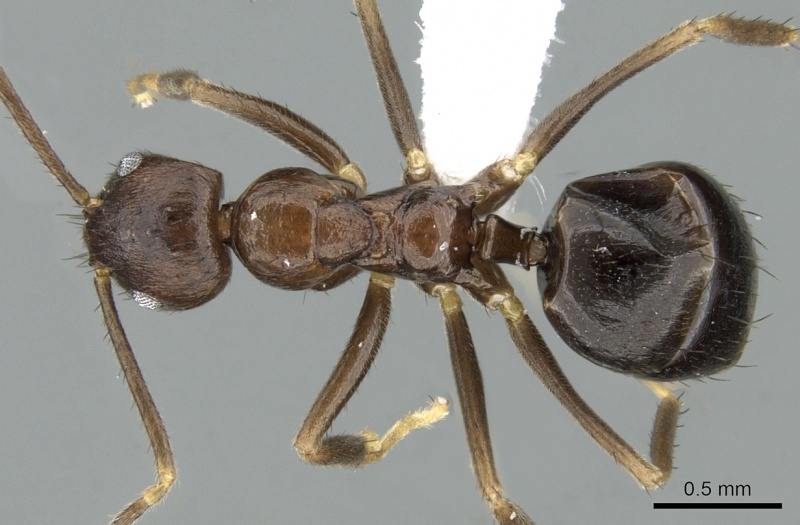 File:Nylanderia brevisetula casent0906551 d 1 high.jpg