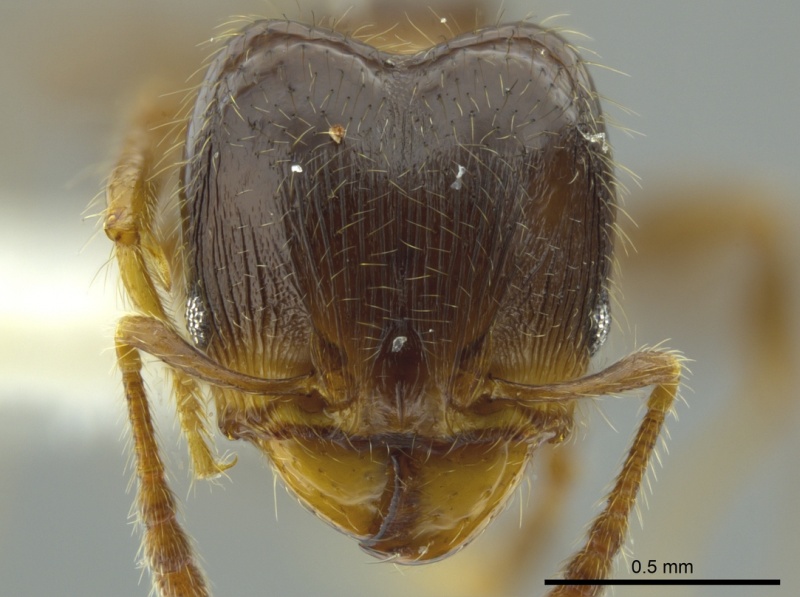 File:Pheidole boliviana jtlc000016330 h 1 high.jpg