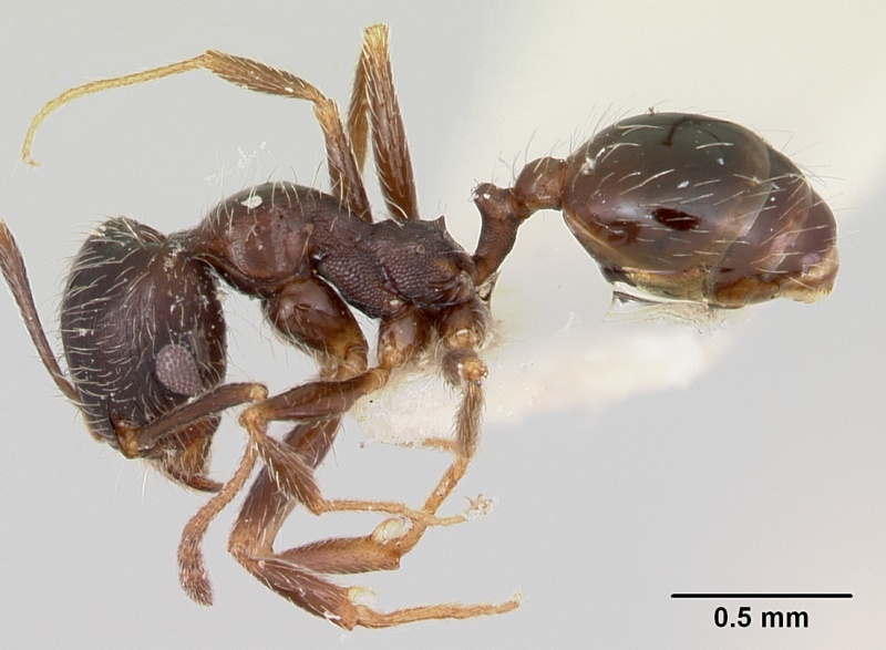 File:Pheidole macclendoni casent0103474 profile 1.jpg