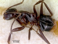 Prolasius nitidissimus casent0172168 profile 1.jpg