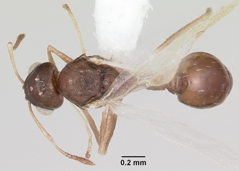 File:Temnothorax subditivus casent0104744 dorsal 1.jpg